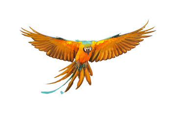 Fototapeta premium Colorful flying parrot isolated on transparent background.