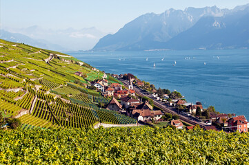 UNESCO World Heritage site - Lavaux vineyards on terraces, Cully on Geneva Lake shore, Lac Leman,...