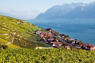  UNESCO World Heritage site - Lavaux vineyards on terraces, Cully on Geneva Lake shore, Lac Leman, Alps in background, Swiss Romandy, Swiss Riviera, canton Vaud, VD, Switzerland, Europe  © Danuta Hyniewska