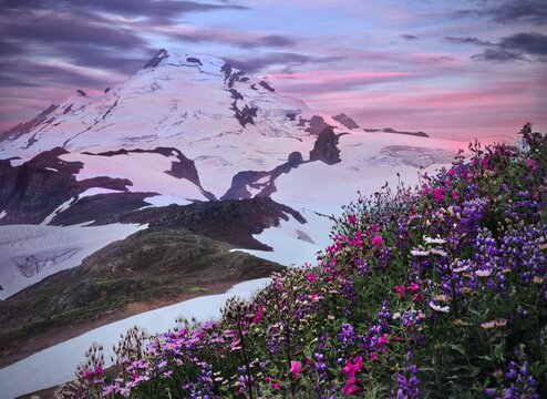Snow covered mountain alpine wildflowers at sunset. Pacific Northwest volcano. Mt Baker. Washington. USA 