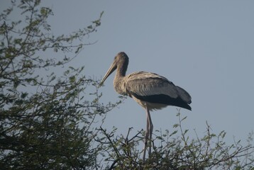 juvenile painted stork on a tree