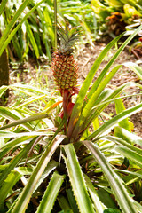 Piña e n ambiente natural