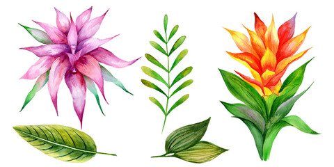 
Watercolor tropical flowers and leaves isolated on white background.