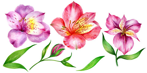 
Watercolor alstroemeria flowers isolated on white background.