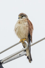 Australian Kestrel in Victoria, Australia