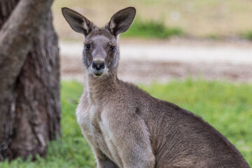 Naklejka na ściany i meble Eastern Grey Kangaroo in Victoria, Australia