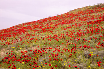 Wild poppy field in spring.