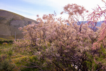 Beautiful blooming tamarisk in the mountains.