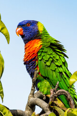 Rainbow Lorikeet in Victoria, Australia