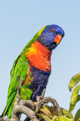 Rainbow Lorikeet in Victoria, Australia