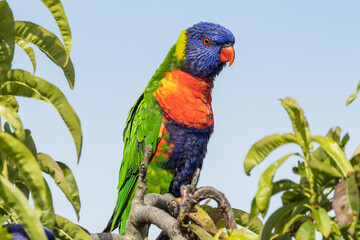 Rainbow Lorikeet in Victoria, Australia
