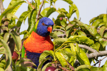 Rainbow Lorikeet in Victoria, Australia