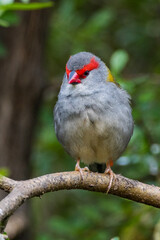 Red-browed Finch in Victoria, Australia