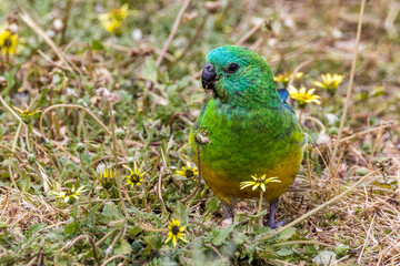 Red-rumped Parrot in Victoria, Australia