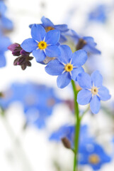 Forget-me-not