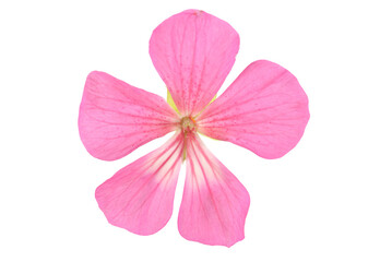 Geranium flower
