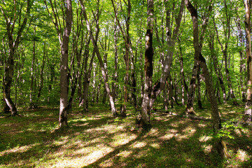 Beautiful green spring forest.