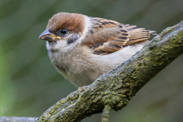 Tree Sparrow in Victoria, Australia