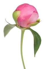 Peony bud