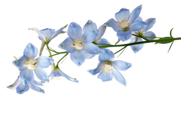 Delphinium