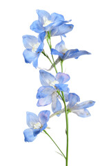 Delphinium on white