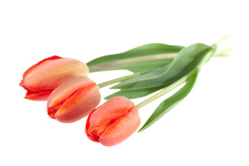 Red tulips bouquet on white