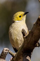 White-plumed Honeyeater in Victoria, Australia