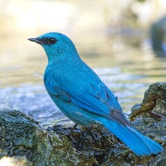 Male Verditer Flycatcher