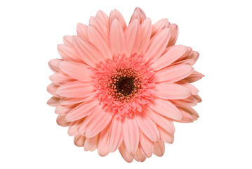 Pink gerbera flower
