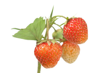 Strawberries on white