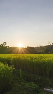 timelapse vertical view rice fields in harvesting season with sunset,rice fields view of golden rice agricultural fields with background of green natural mountain range under sun flare
