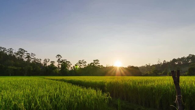 timelapse rice fields in harvesting season with sunset,rice fields view of golden rice agricultural fields with background of green natural mountain range under sun flare when sunset sky time