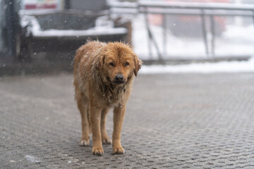 Lonely sad dog walks along uninhabited city streets covered with paving stones during snowfall and...