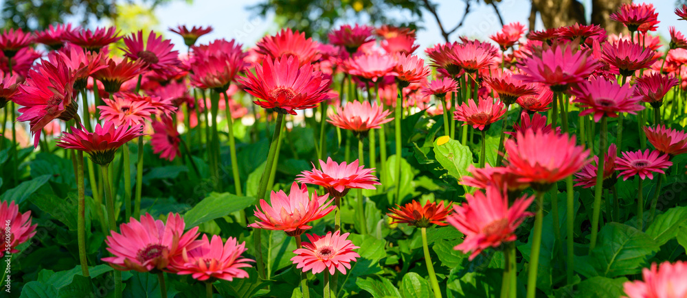 Canvas Prints Panorama of pink Gerbera flowers in the garden