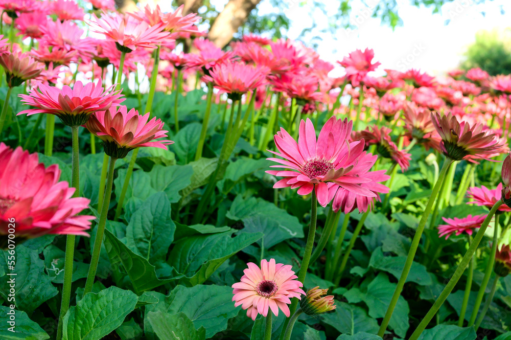 Canvas Prints Pink Gerbera flowers in the garden