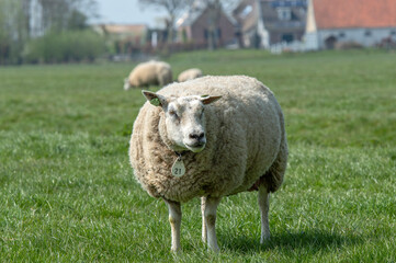 Mother Sheep Around Abcoude The Netherlands 2019