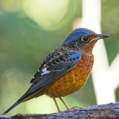 White-throated Rock Thrush
