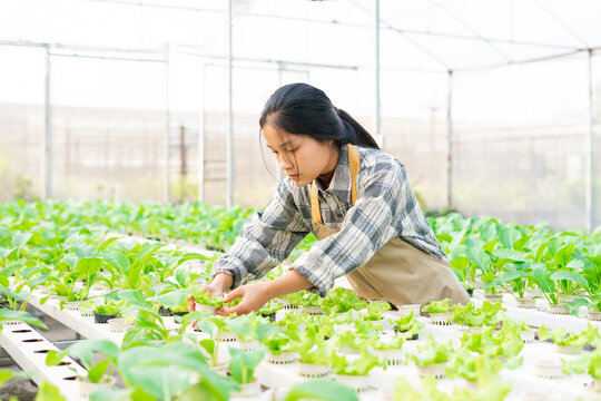 image of asian female farmer in her hydroponic vegetable garden