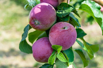 Photography on theme beautiful fruit branch apple tree