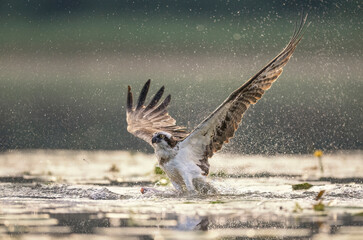Osprey bird hunting on the lake