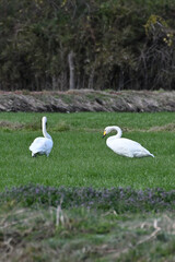 餌を探すオオハクチョウ