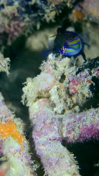 Vertical video of mandarinfish swimming between dead acropora branching coral