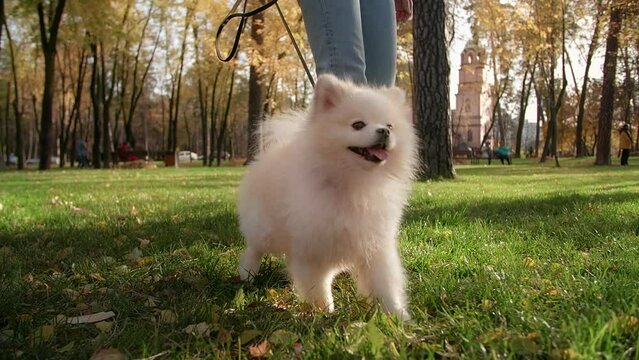 Unrecognized woman enjoying sunny day with little companion outdoors. Portrait of cute white Pomeranian walking in sunny park with his owner. High quality FullHD footage