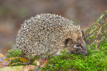 Hedgehog, Scientific name: Erinaceus Europaeus.  Close up of a wild, native, European hedgehog in Autumn, foraging in green moss. Facing right. Horizontal.  Space for copy.