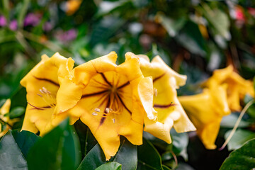 Big yellow flowers of Chalice cup vine or cup of gold. Exotic tropical flora - 556073234