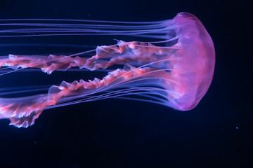 Mostly blurred jellyfish on dark blue background
