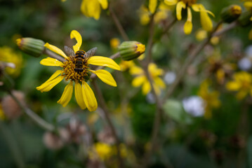 Mostly blurred yellow flowers on dark green leaves background. A bee pollinating