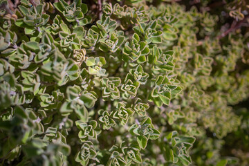 Faded green leaves background. Succulent closeup. Sunlit alyssum loiseleurii
