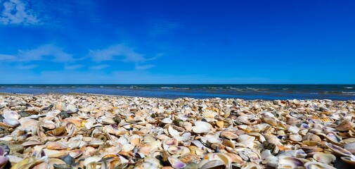 Fototapeta na wymiar hundreds of thousands of shells on the seashore