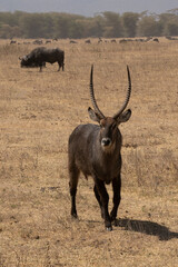 A Male Water buck in the Savannah